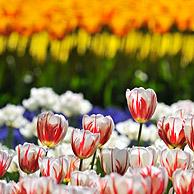 Kleurrijke tulpen (Tulipa sp.) in bloementuin van Keukenhof, Nederland
